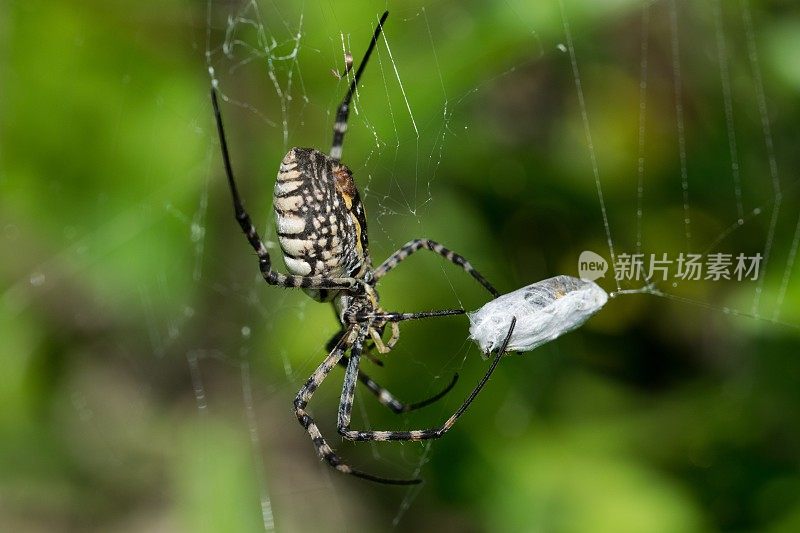条纹Argiope蜘蛛(Argiope trifasciata)在它的网上准备吃它的猎物，苍蝇的餐